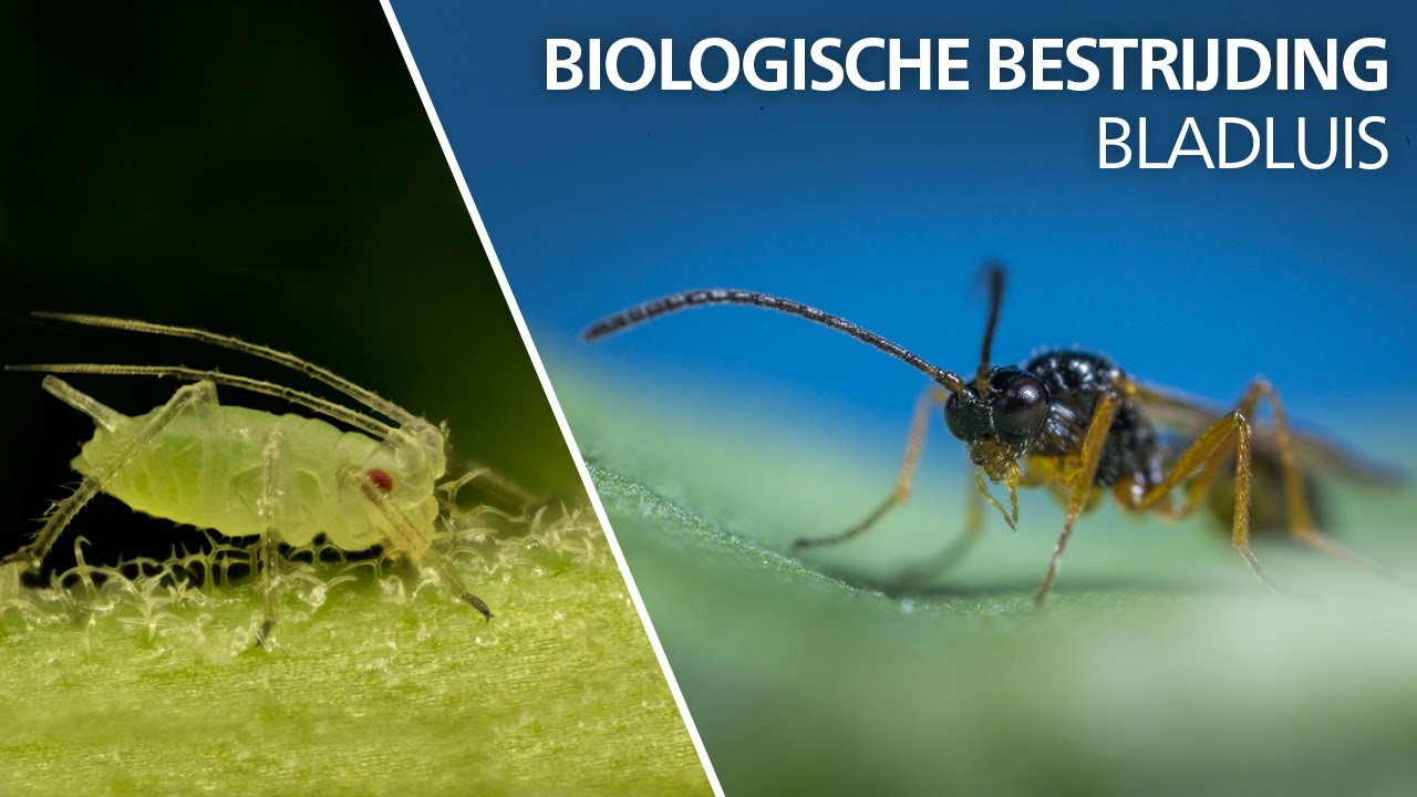 Bladluis bestrijding - Aphidius colemani