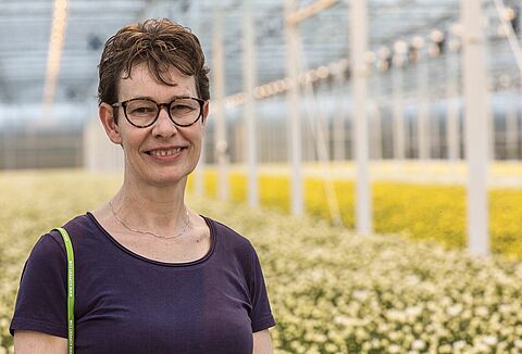 Bijvoeren montdorensis in chrysant: beduidend betere tripsbestrijding