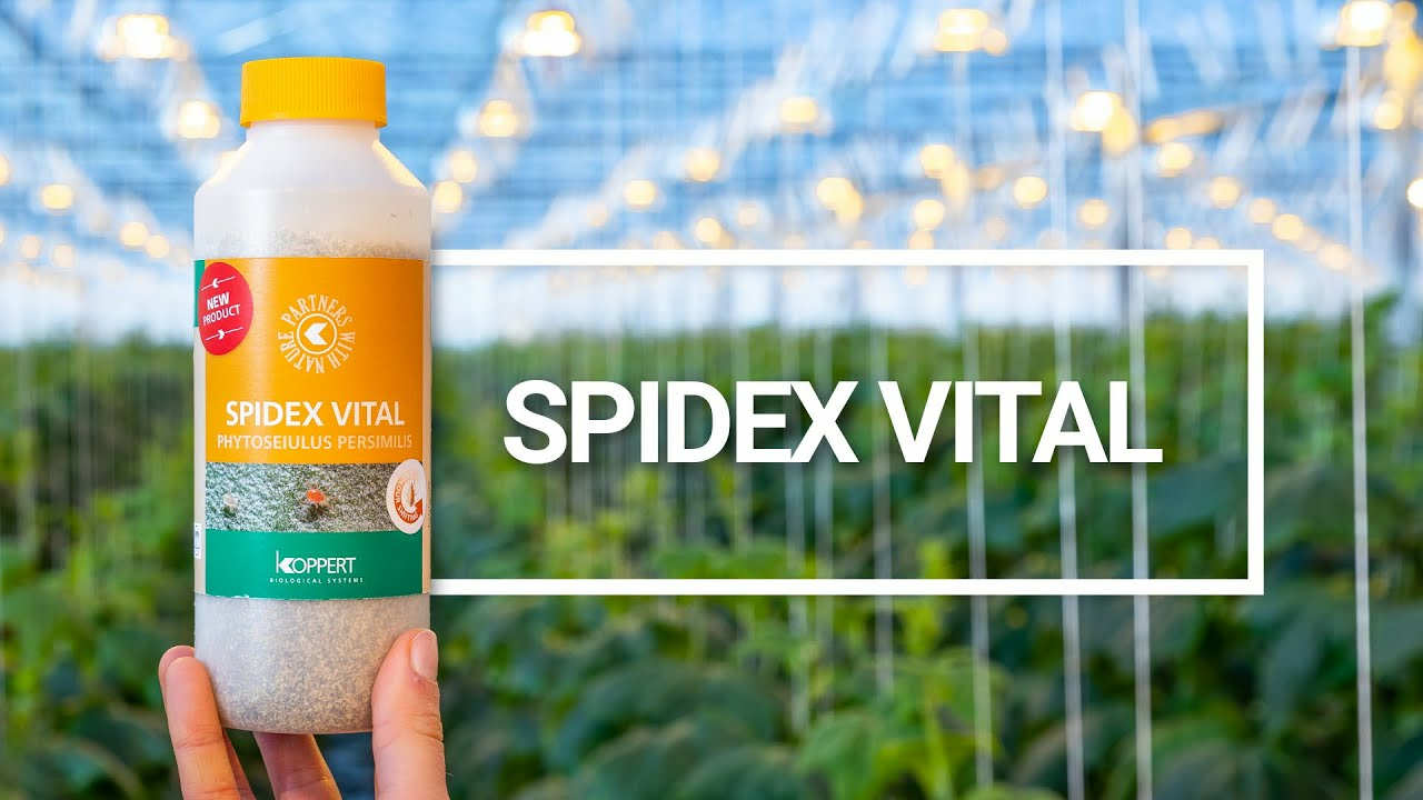 Spidex Vital - Uw vitale partner in spintbestrijding