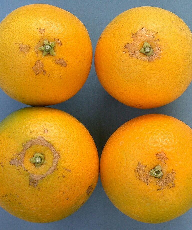 Orange damage caused by South African Citrus thrips Scirtothrips aurantii