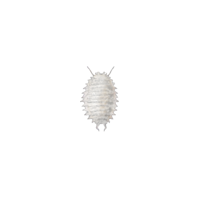 Planococcus citri second instar nymph