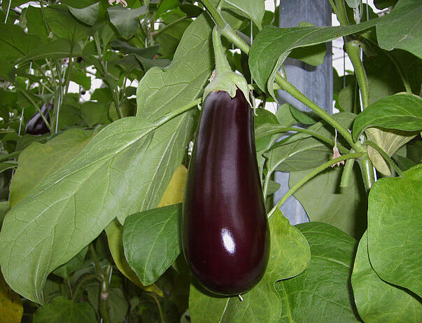 De bestuiving in aubergine