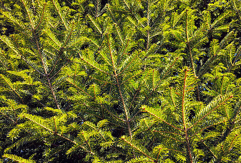 Siernaaldbomen en -coniferen