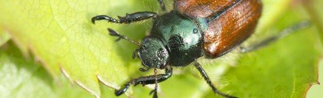 Larvanem tegen engerlingen van de rozenkever