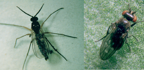 Aandacht gevraagd voor varenrouwmug en oevervlieg in de opkweek