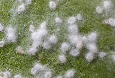 Mycotal - ook effectief tegen bladluizen!