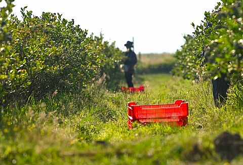 Ja, ik ben tevreden over Natupol Booster en de diensten van Koppert!