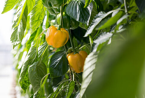 Wees alert! Een nieuwe plaag in Nederland?