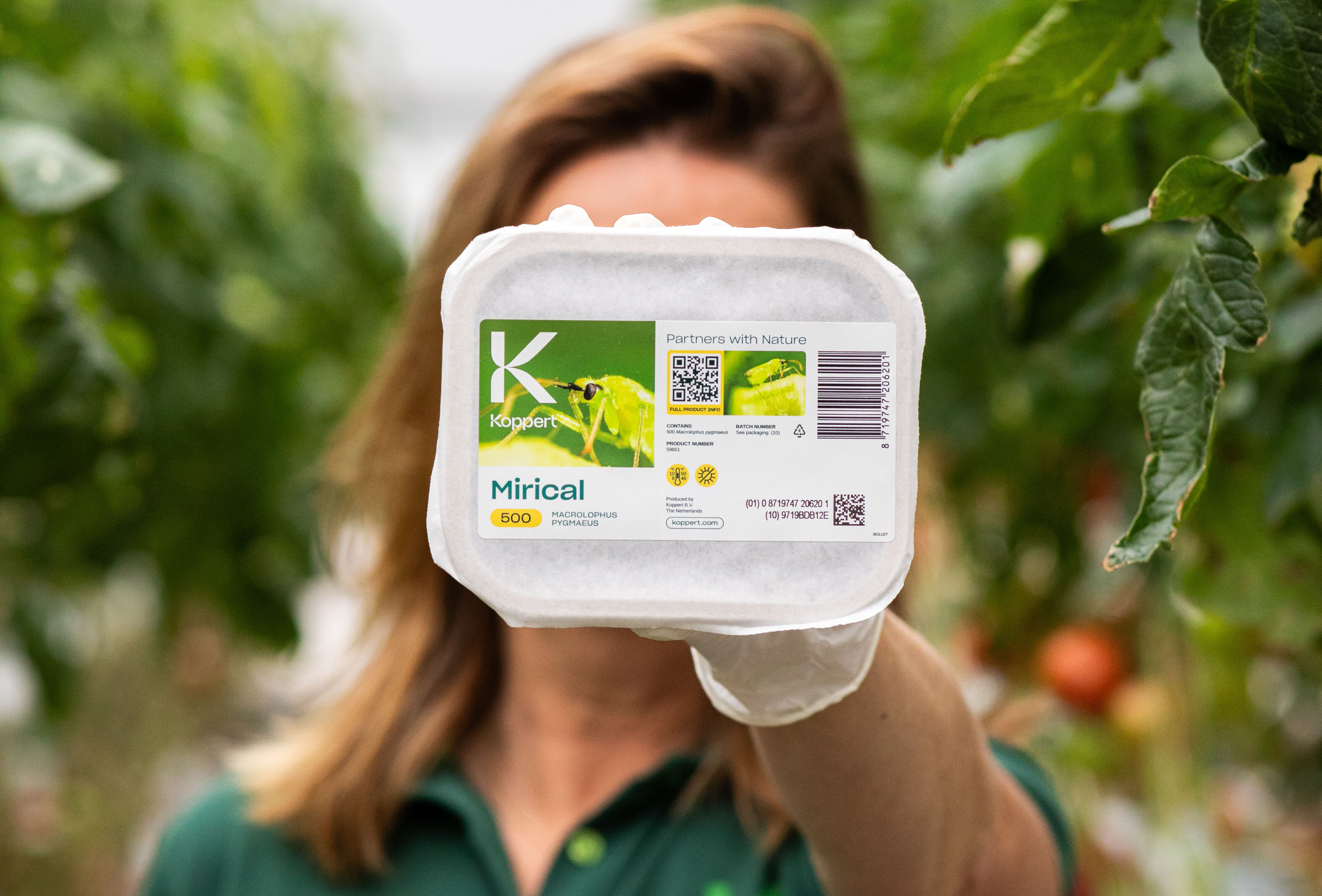 Mirical - optimale bestrijding van wittevlieg met revolutionair uitzetsysteem