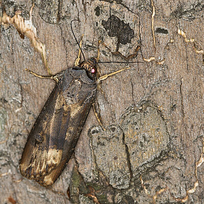 Black cutworm Agrotis ipsilon adult stage