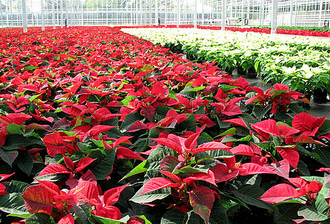 Twee aantrekkelijke pakketten voor bestrijding van witte vlieg in Poinsettia