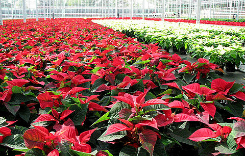 Twee aantrekkelijke pakketten voor bestrijding van witte vlieg in Poinsettia