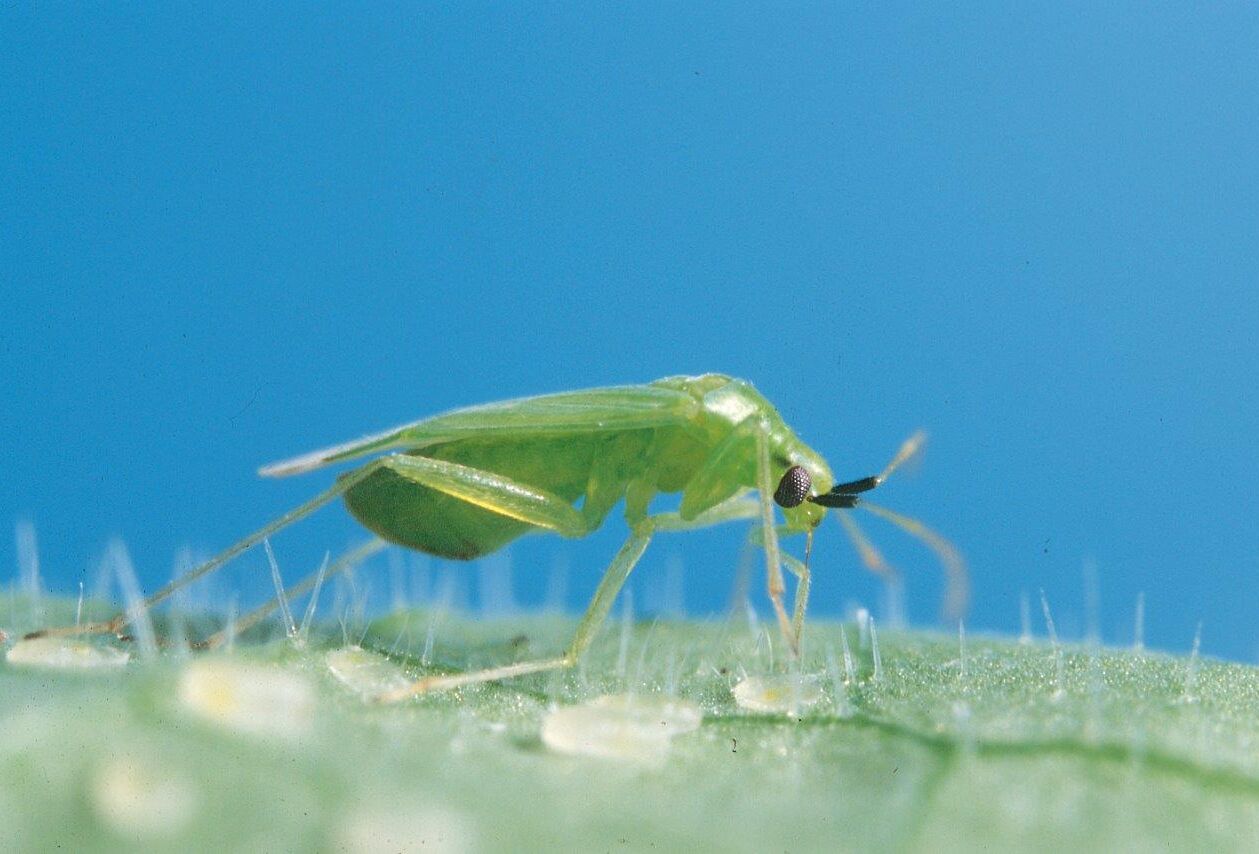 Entomophthora zet Macrolophus niet per definitie buitenspel
