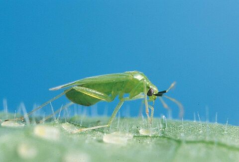 Entomophthora zet Macrolophus niet per definitie buitenspel