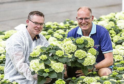 Perfecte pothortensia's voor superstrenge klanten