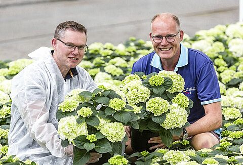 Perfecte pothortensia's voor superstrenge klanten