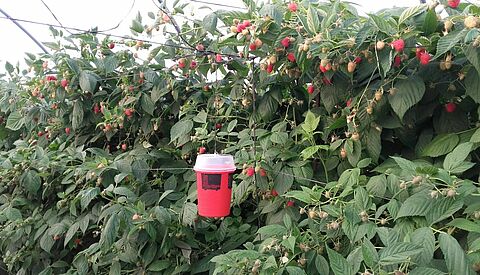 Koppert brengt nieuwe val tegen Drosophila suzukii