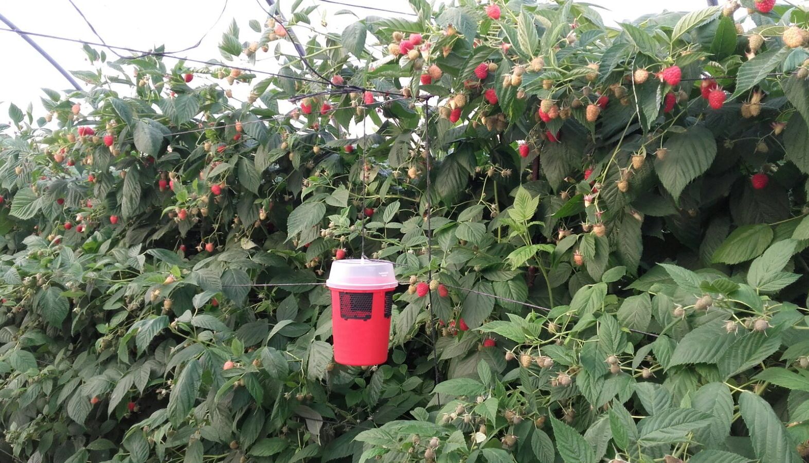 Koppert brengt nieuwe val tegen Drosophila suzukii