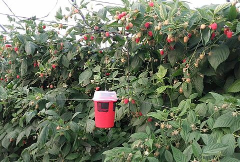 Koppert brengt nieuwe val tegen Drosophila suzukii