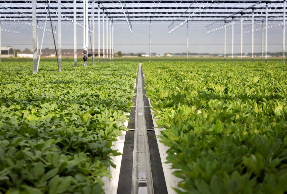 Ervaringen boomkwekerij 2015: Swirskii verjaagt trips en witte vlieg uit Helleborus