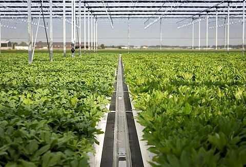 Ervaringen boomkwekerij 2015: Swirskii verjaagt trips en witte vlieg uit Helleborus