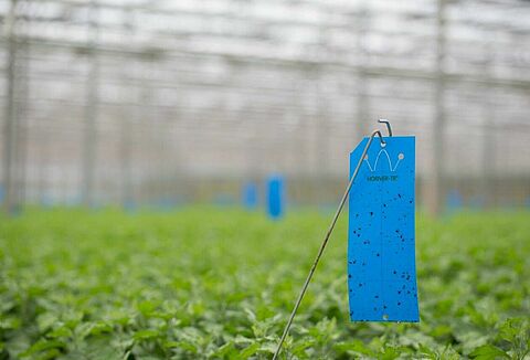 Chemisch ingrijpen op trips en varenrouwmug voorkomen