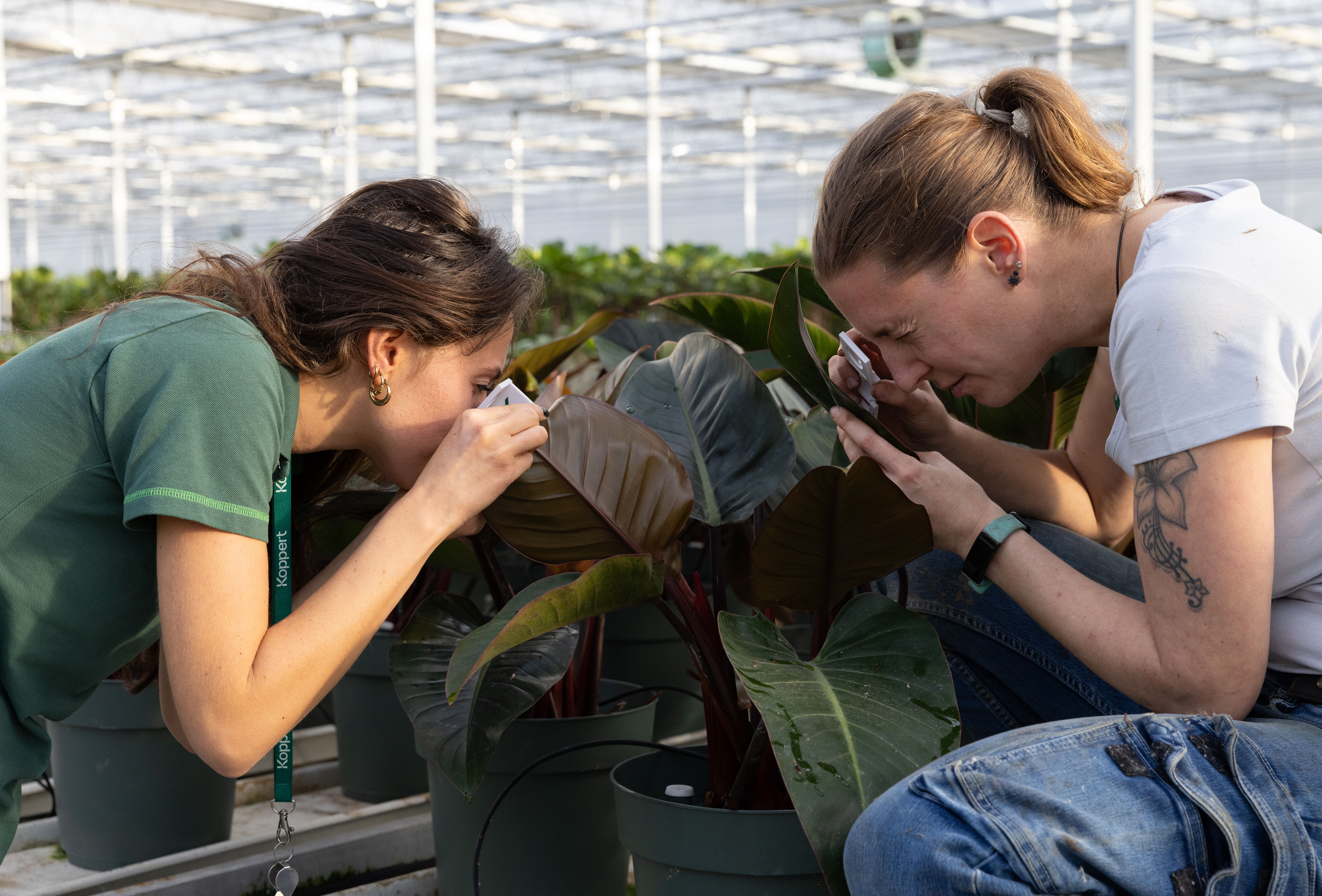 Groene inzetstrategie leidt tot succes dit jaar bij MDK Flowers & Greens