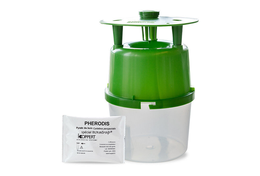 Buxatrap tegen buxusmot