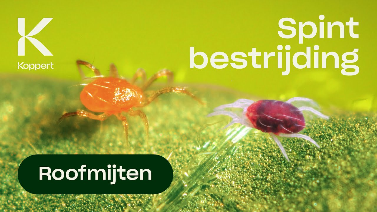 Bestrijding van spint - Phytoseiulus persimilis