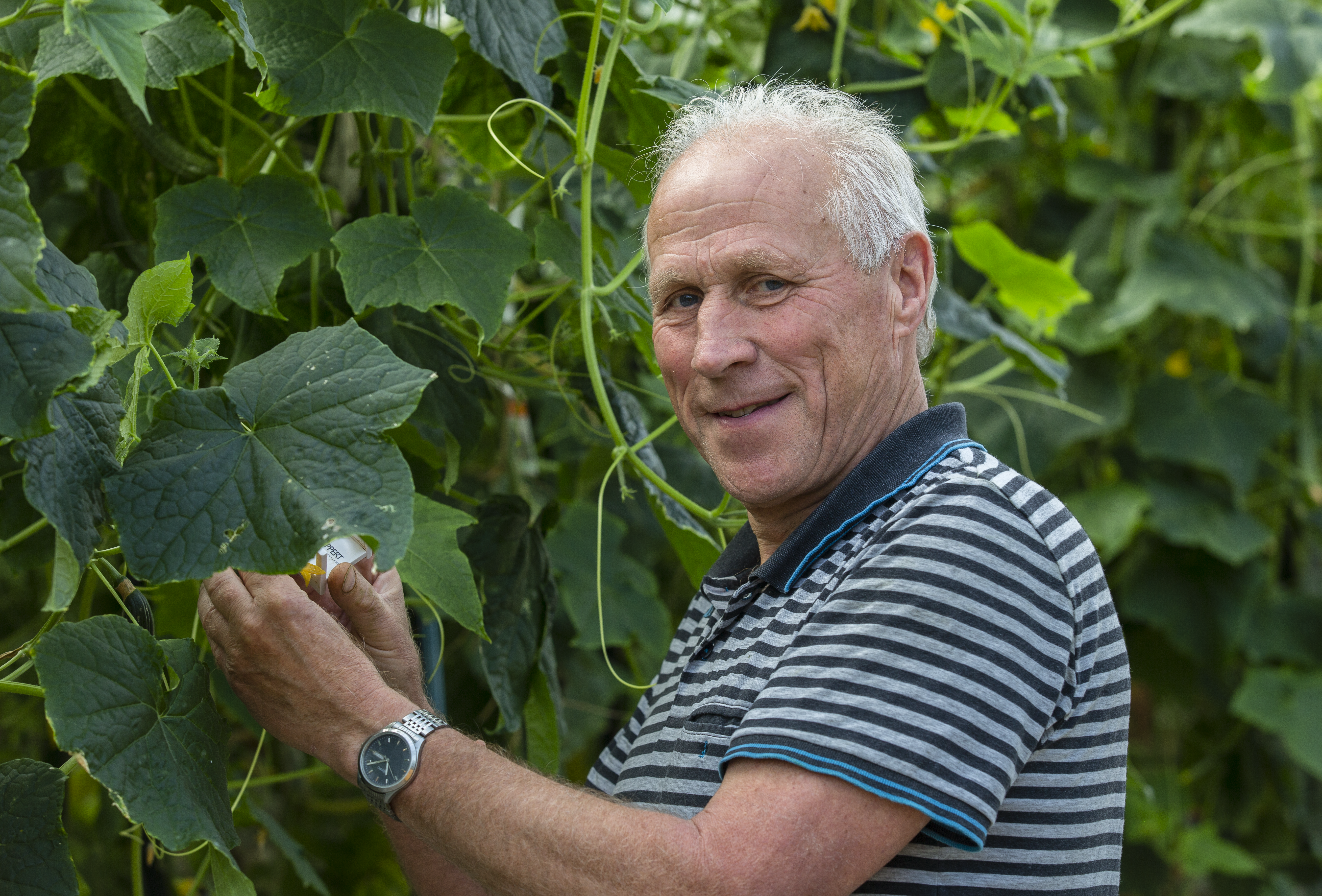 Robuuste aanpak bladluis in komkommer: beter resultaat, minder correcties