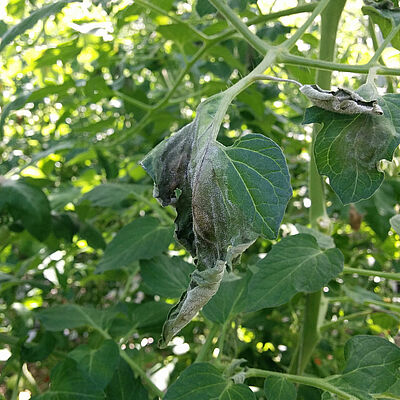 Tomato damage caused by Phytophtora blight Phytophtora infestans