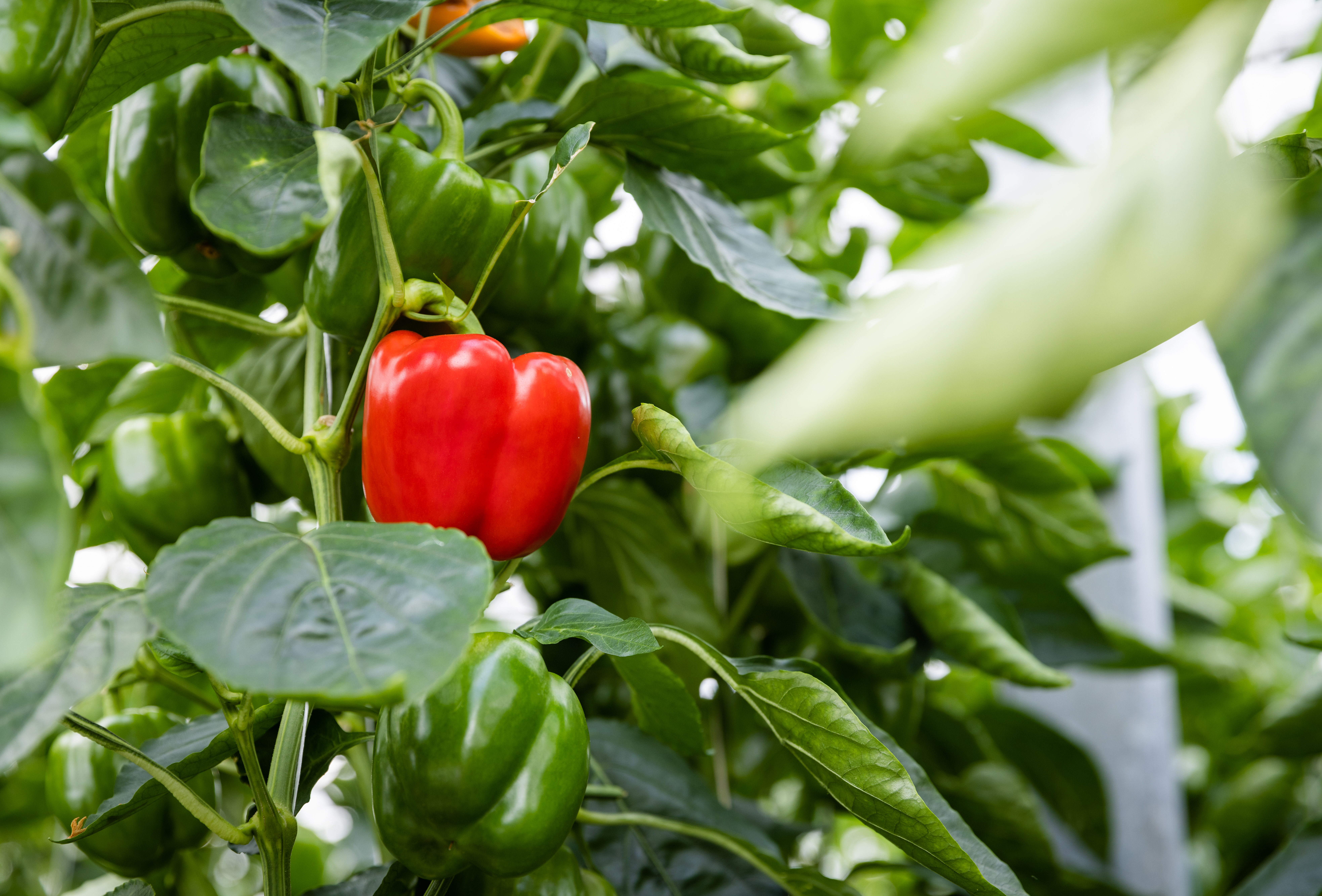 Trianum tegen Fusarium