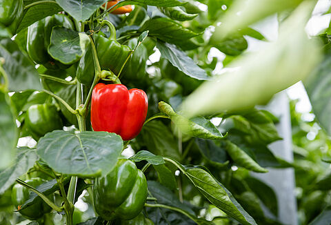 Trianum tegen Fusarium