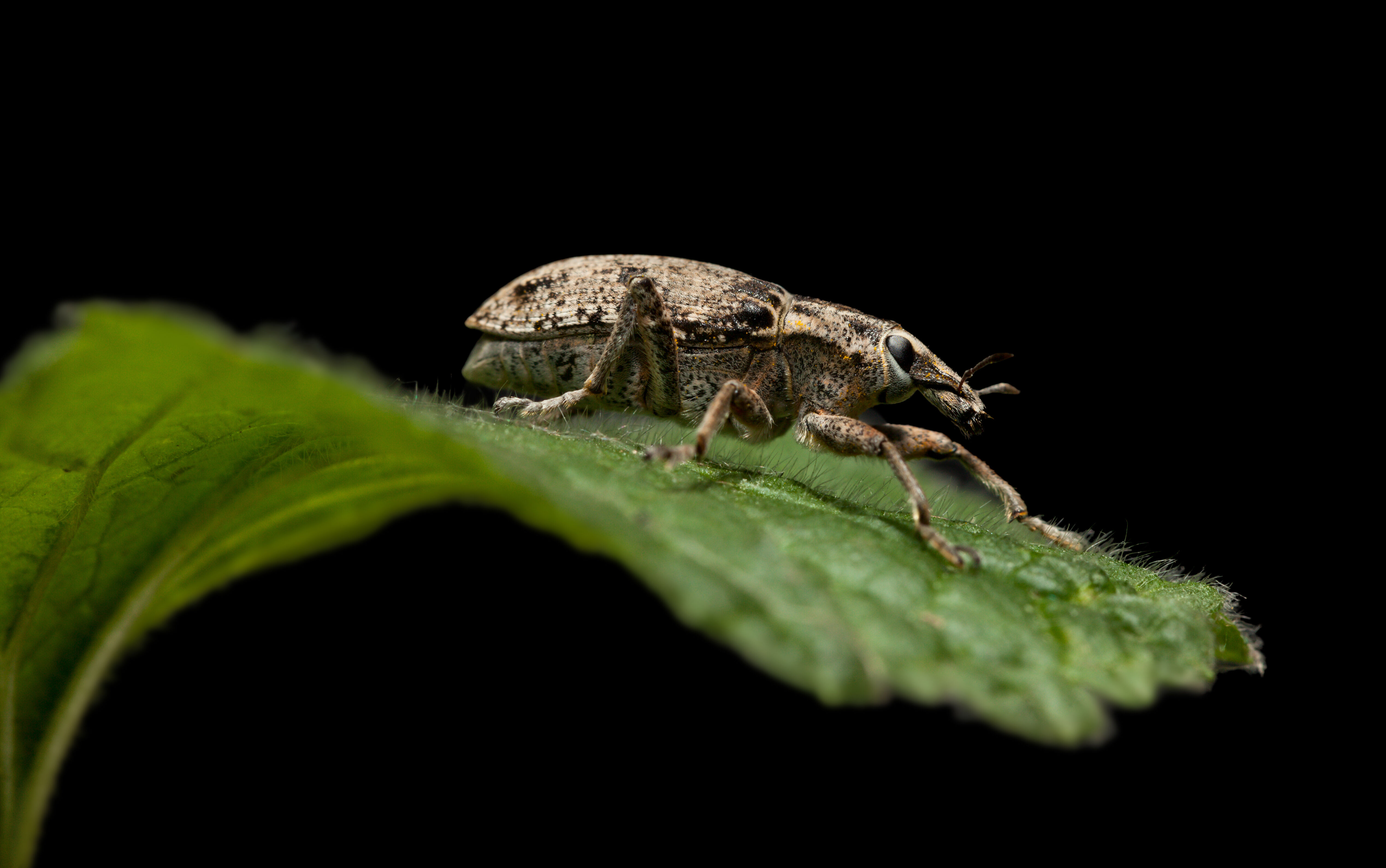 Entonem tegen de taxuskever