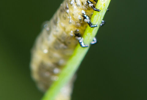 Blauwe aspergekever