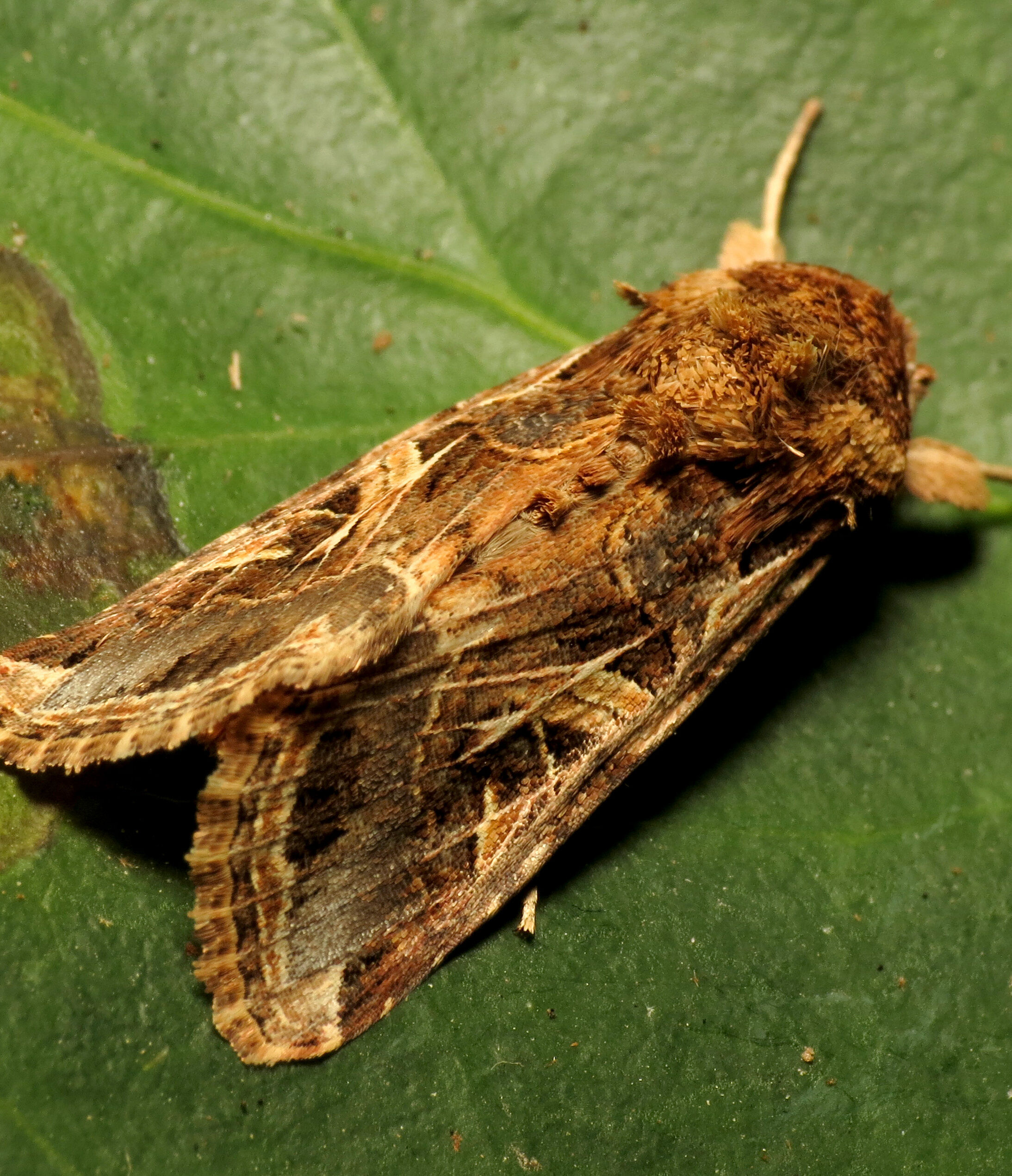 Cedress - Wettelijk Gebruiksvoorschrift