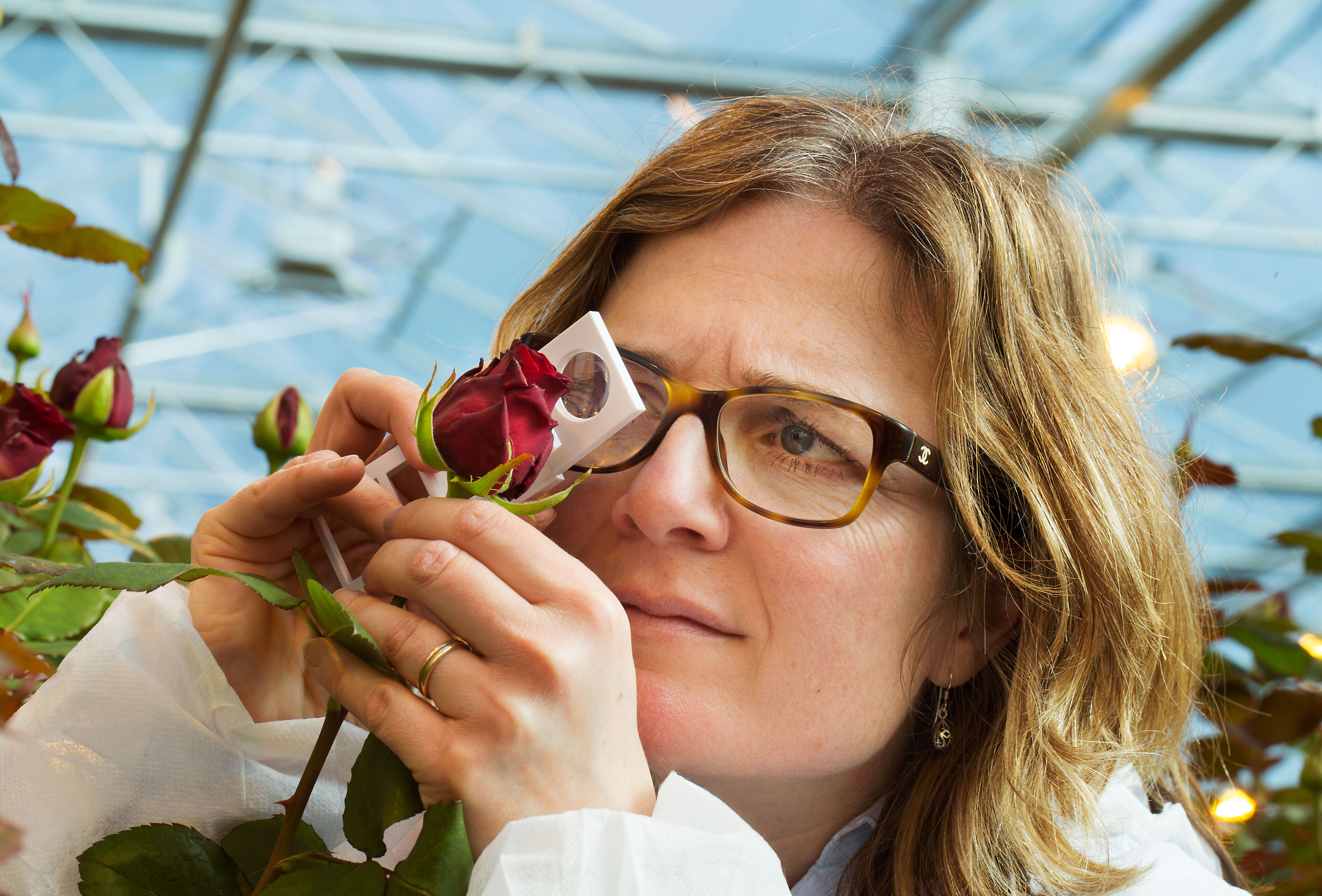 Sterke gezonde plant basis voor het nieuwe normaal