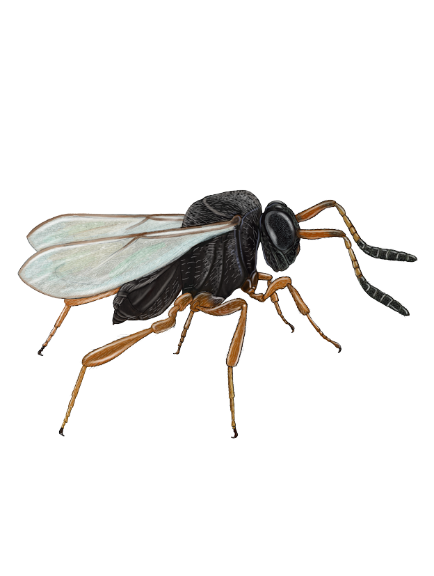 Trissolcus basalis Adult female