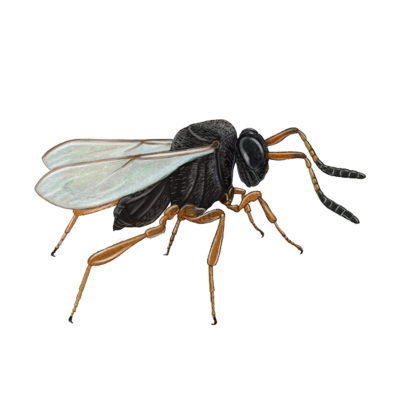 Trissolcus basalis Adult female