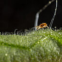 Two-spotted spider mite Tetranychus utricae