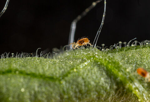 Tripsbestrijding in roos, maar vergeet ook spint niet