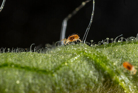 Two-spotted spider mite Tetranychus utricae