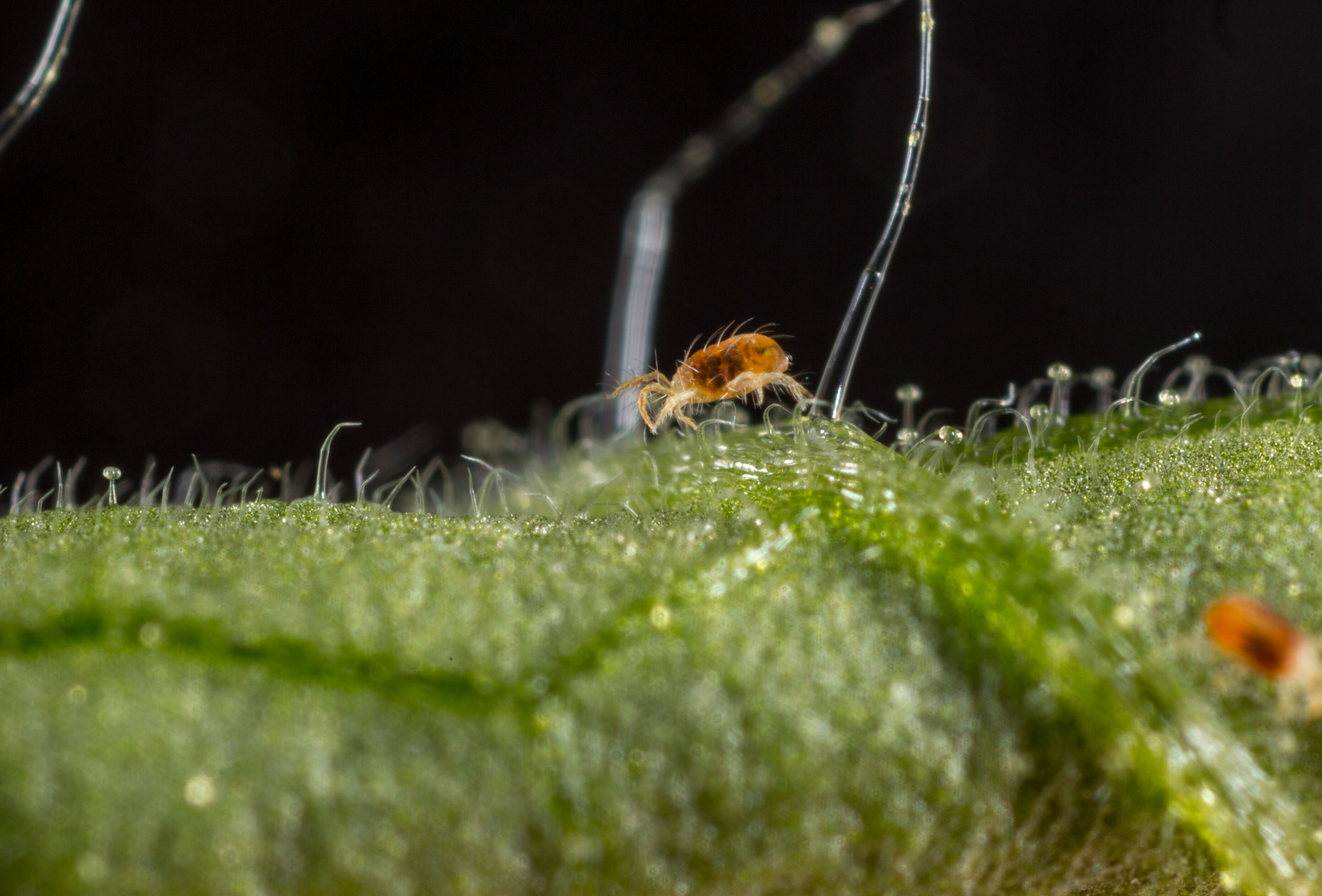 Tripsbestrijding in roos, maar vergeet ook spint niet