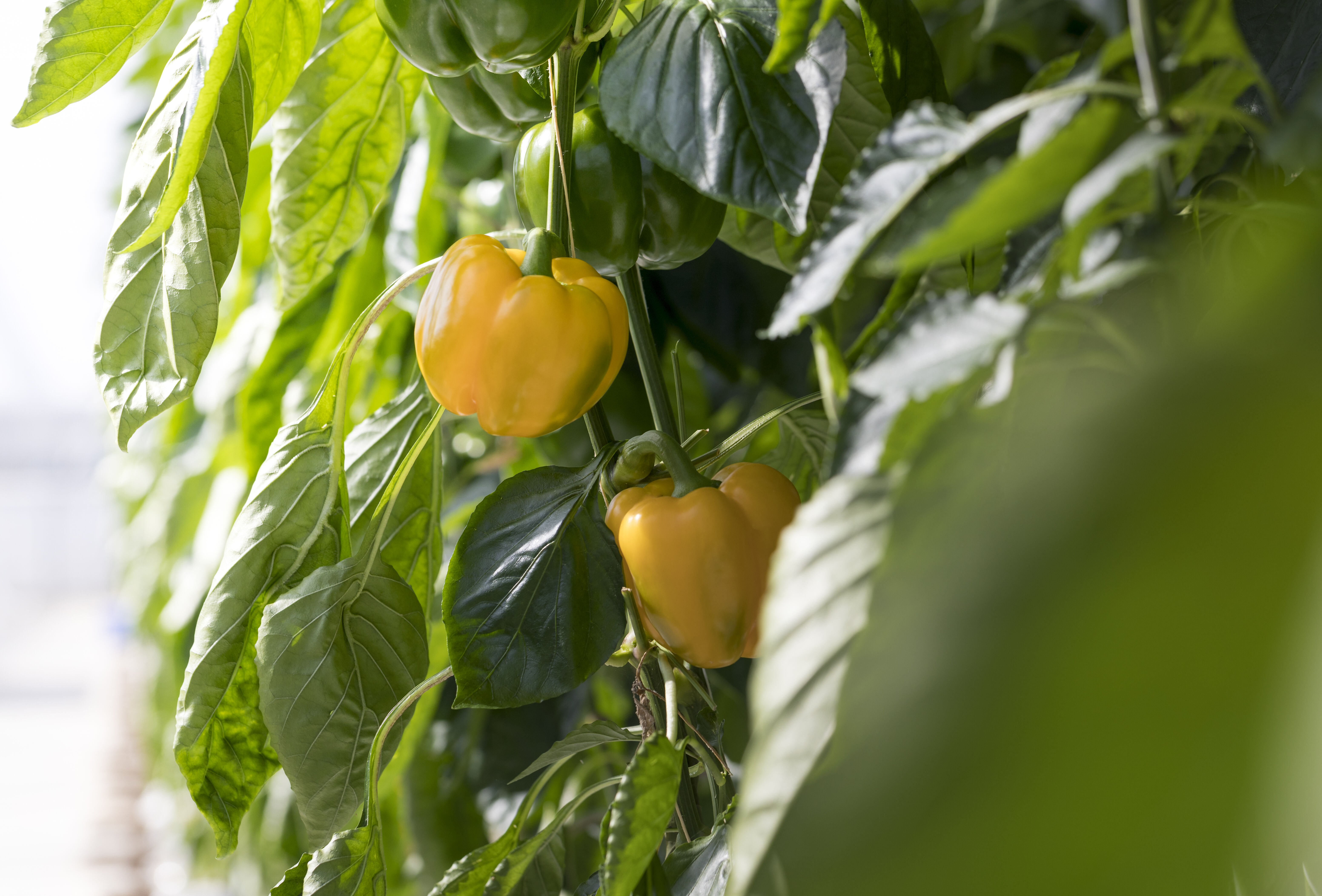 Paprika: schouders onder een succesvolle nieuwe teelt