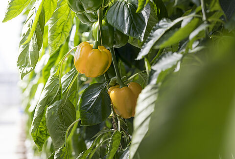 Paprika: schouders onder een succesvolle nieuwe teelt