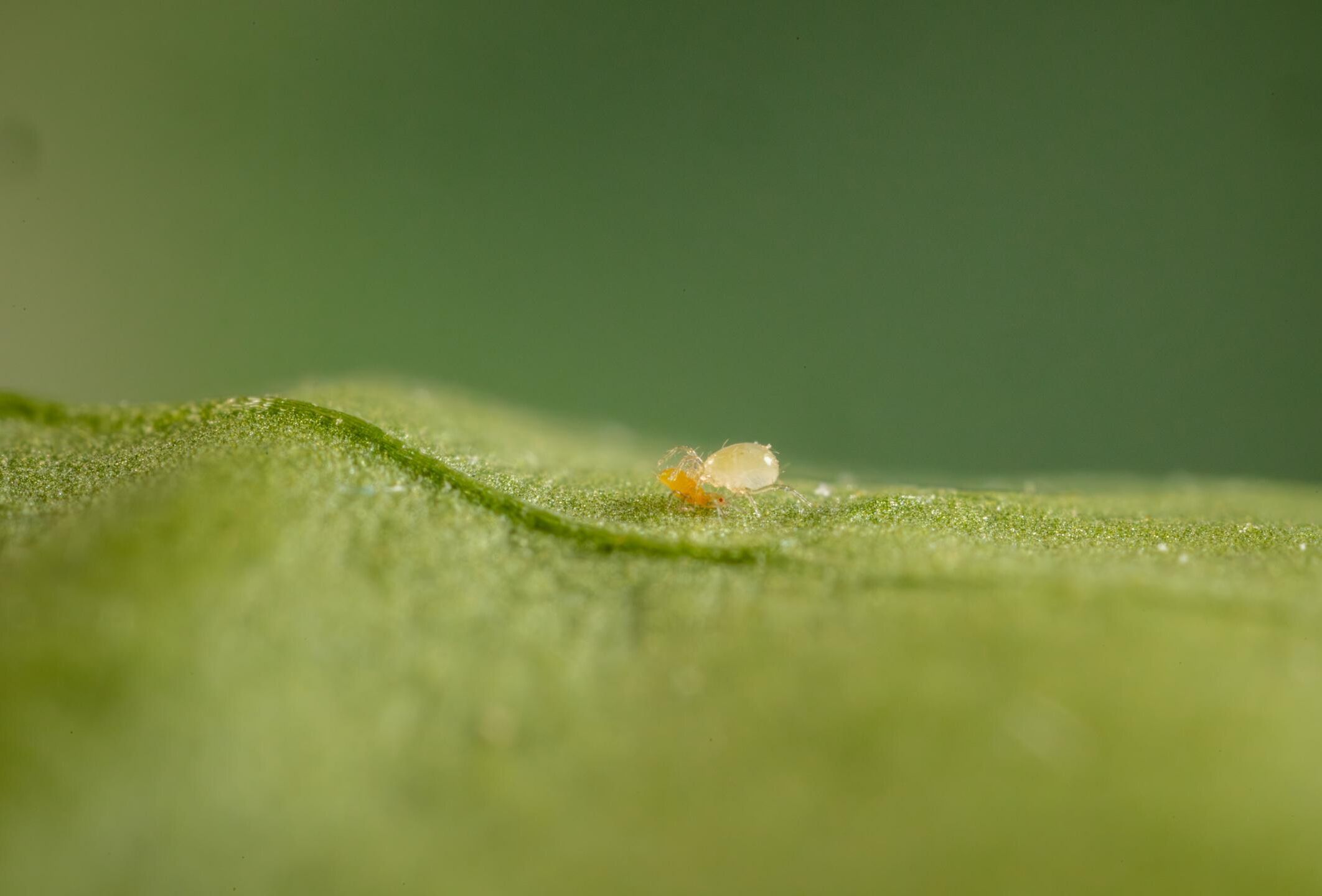Amblydromalus limonicus, een veelzijdige roofmijt in de strijd tegen plagen