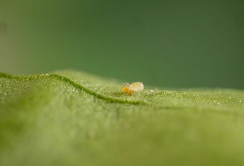 Amblydromalus limonicus, een veelzijdige roofmijt in de strijd tegen plagen