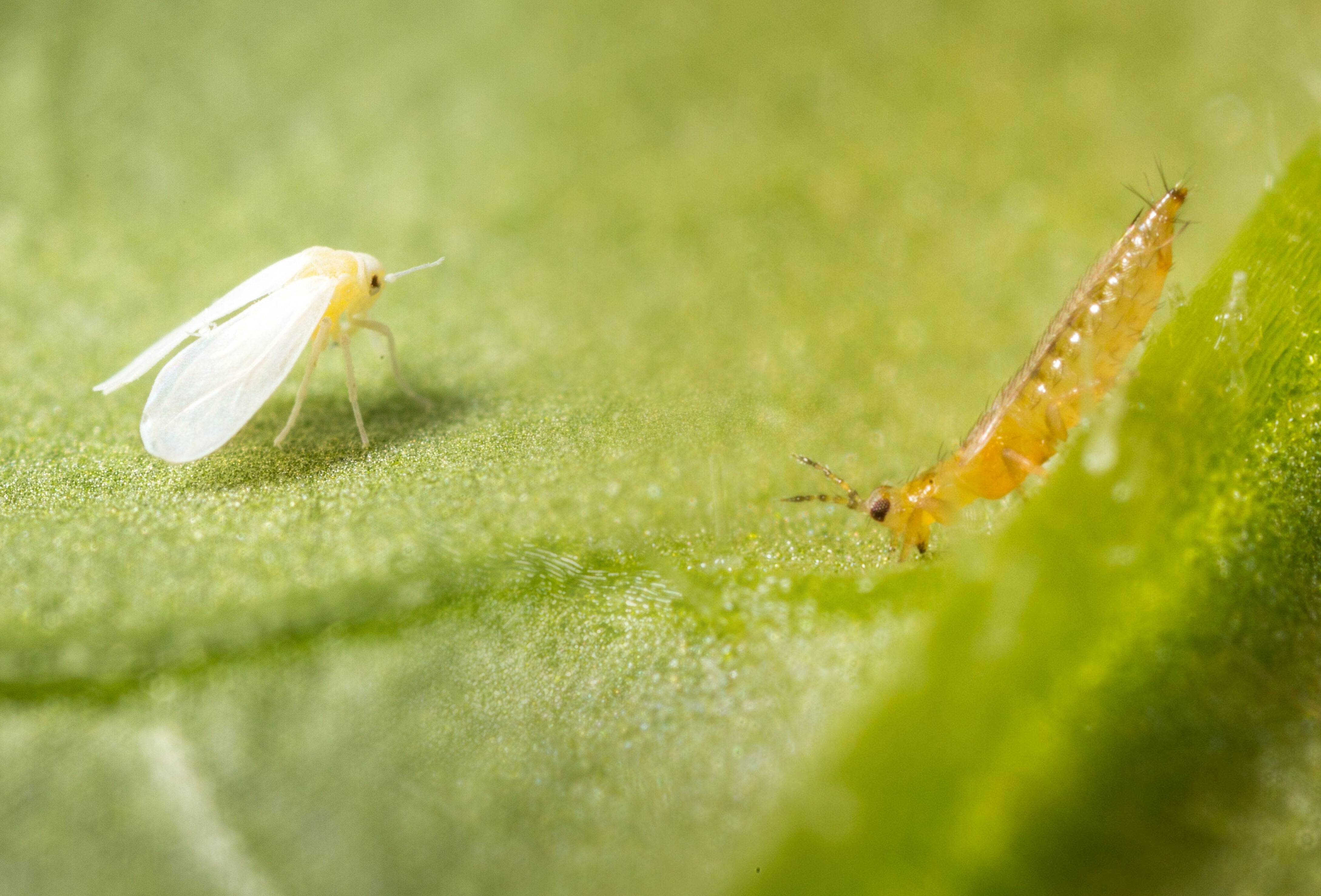 Trips en witte vlieg onder de duim