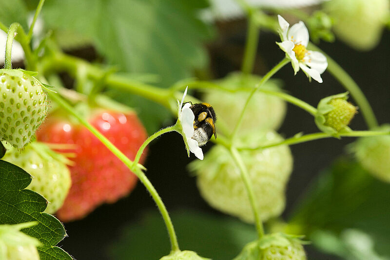 Bombus_terrestris_Pollination_Koppert_BIological_Systems-42.20190613121110938.jpg