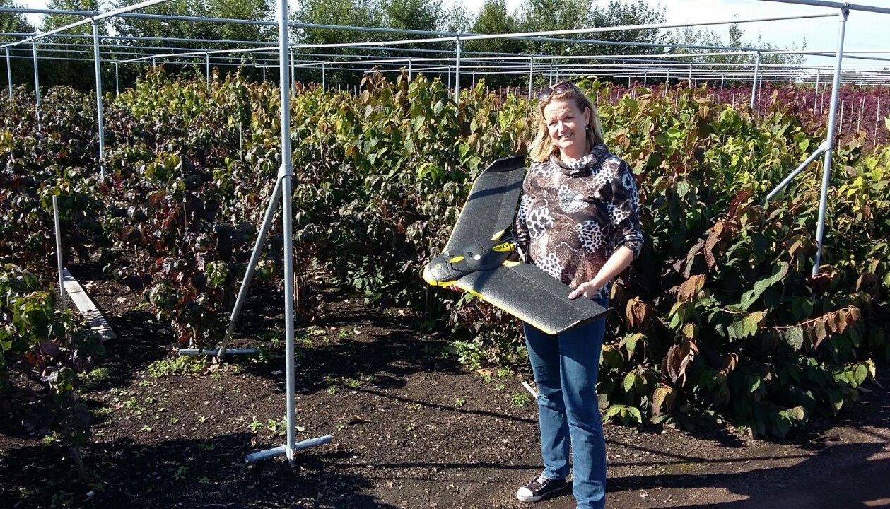 Koppert zet voor het eerst in Nederland drone in bij proeven